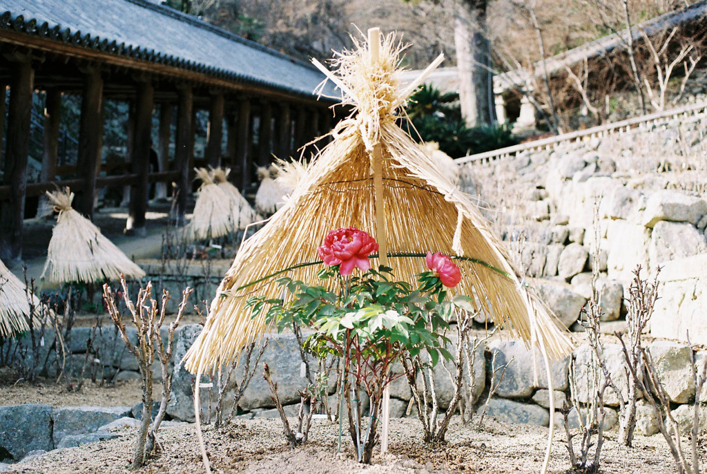 長谷寺の冬