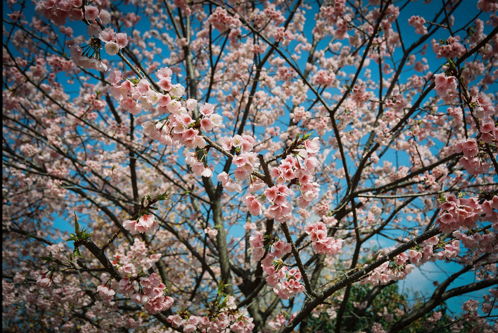 今年の桜④