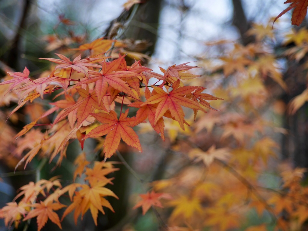 今度こそ最後の紅葉です。