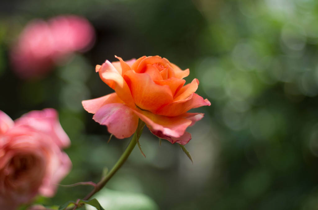近所の美容室の薔薇⑥