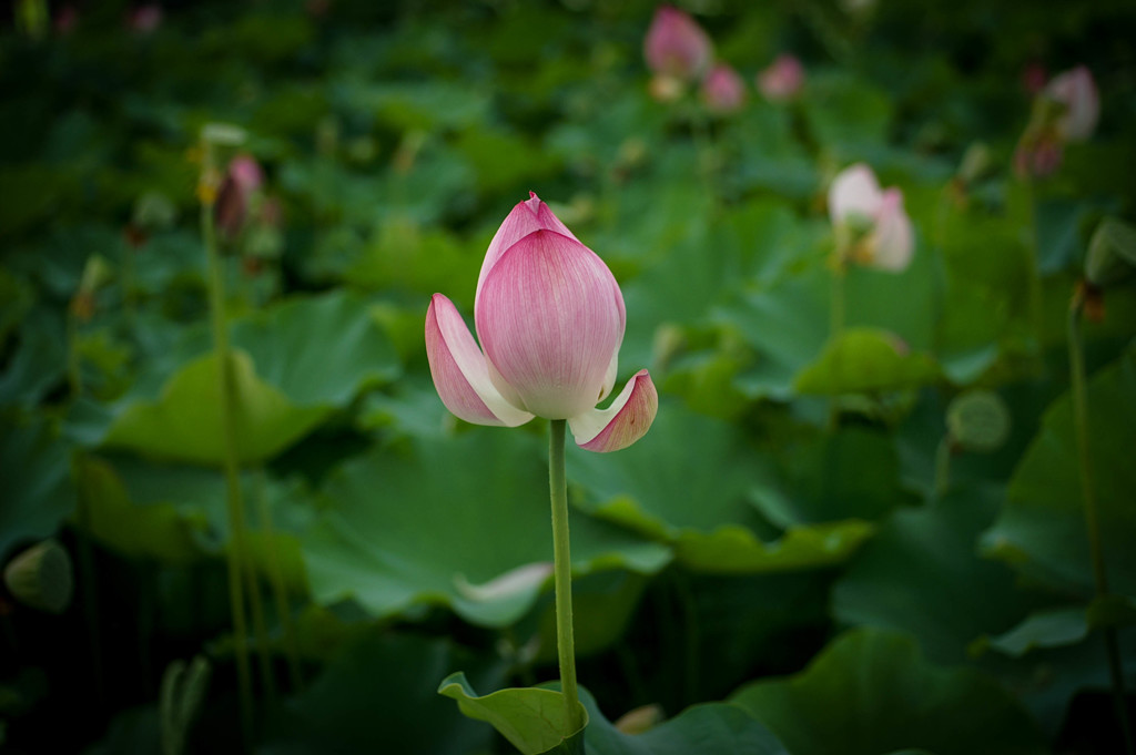 藤原京跡の蓮の花①