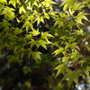 室生寺の新緑