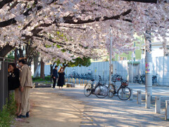 近所でお花見