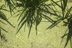 水面いっぱいの水草