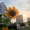都会のひまわり