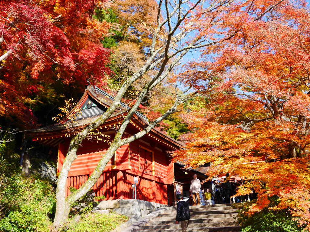 一昨年の紅葉②