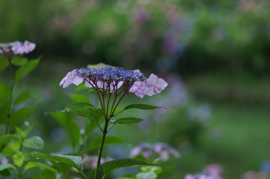 恵の雨