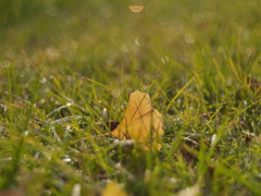 朝露に光る芝生に銀杏の落葉