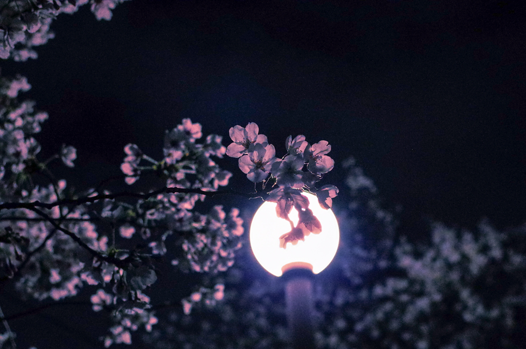 夜桜③