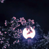 夜桜③