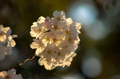 近所の桜②