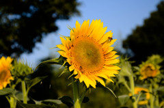 ひまわり