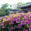 宇治平等院鳳凰堂