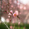 春が来た