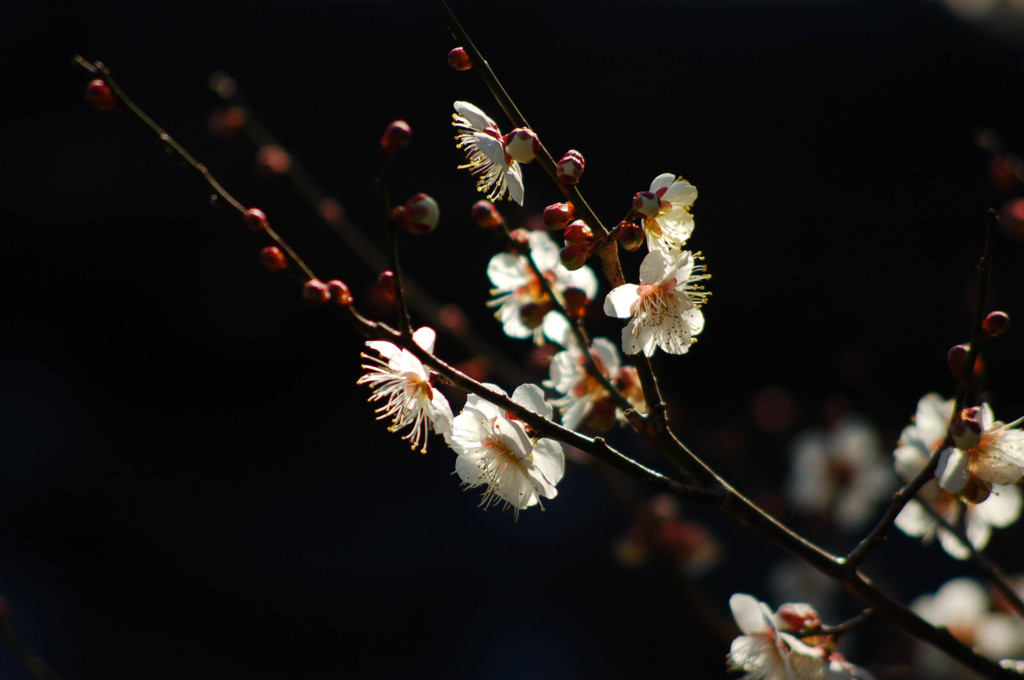 観心寺の春間近①