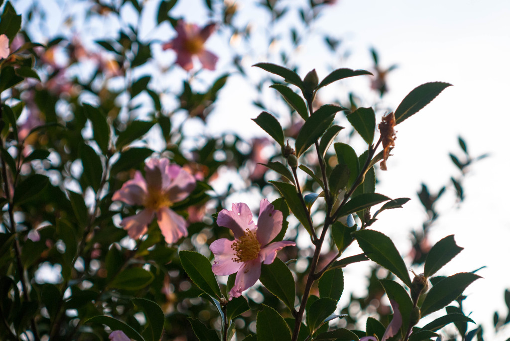 たぶん山茶花