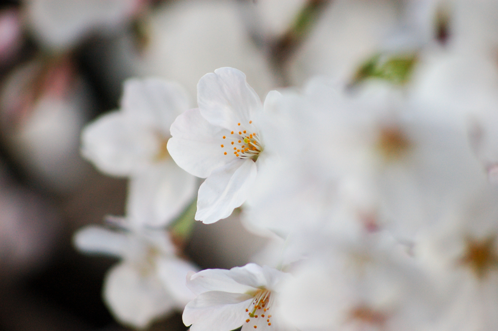 近所の桜①