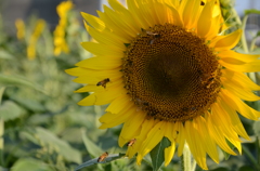 向日葵の花に群がるミツバチ