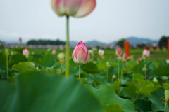 藤原京跡の蓮の花②