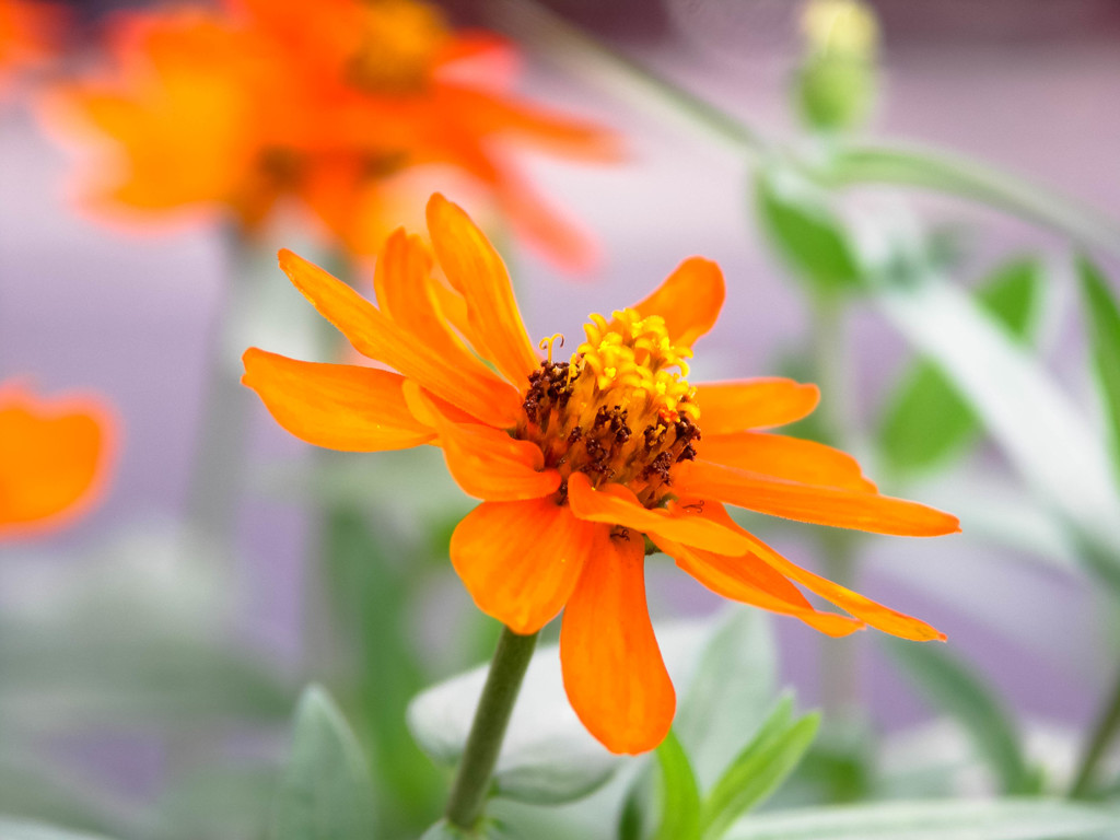 近所の花