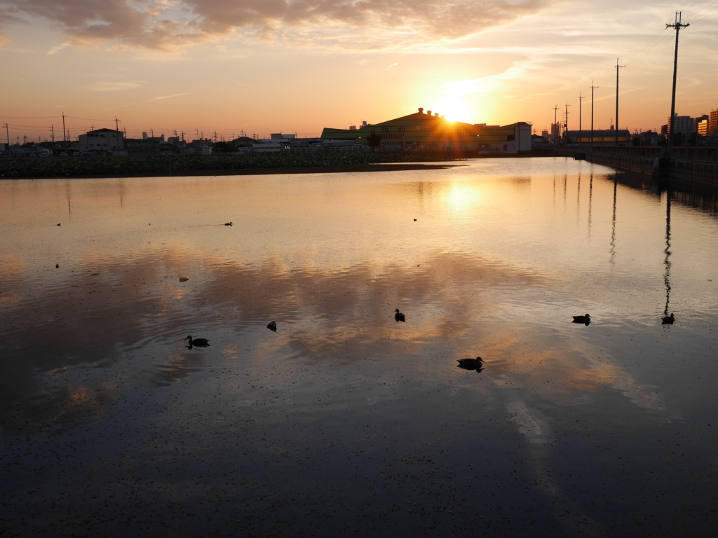 夕陽を浴びるため池の鴨