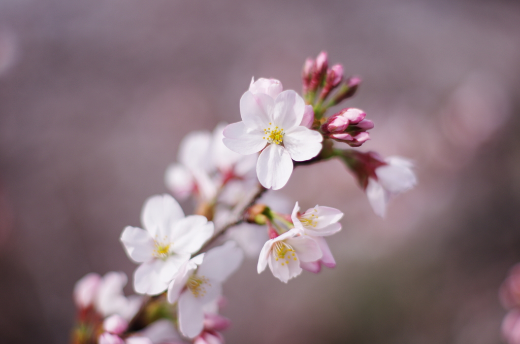 今年の桜は出足が速い！