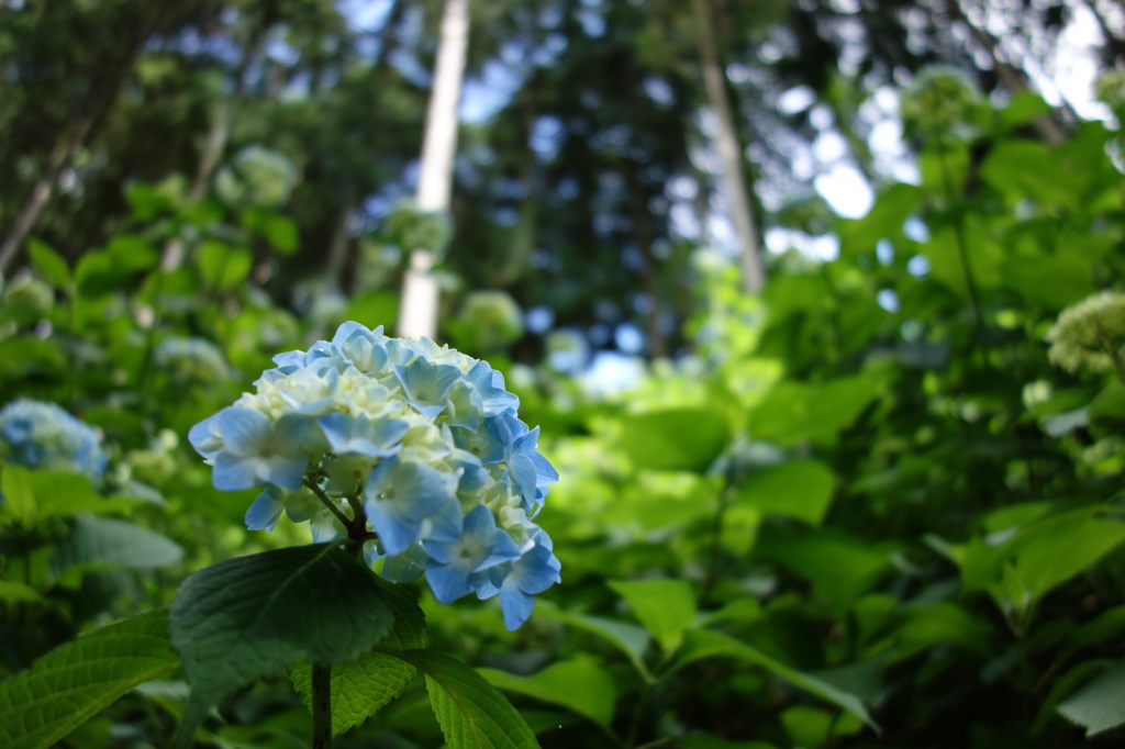 山燈花の紫陽花