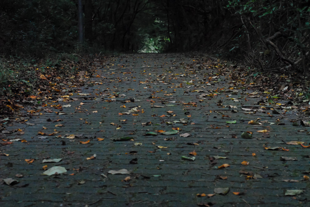 落葉の道