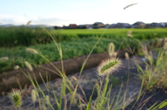 夕日を浴びた猫じゃらし。