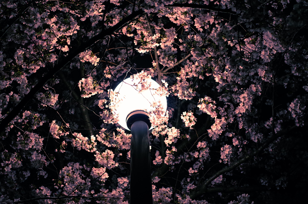 夜桜④