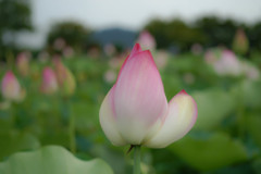 藤原京跡の蓮の花④