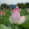 藤原京跡の蓮の花④