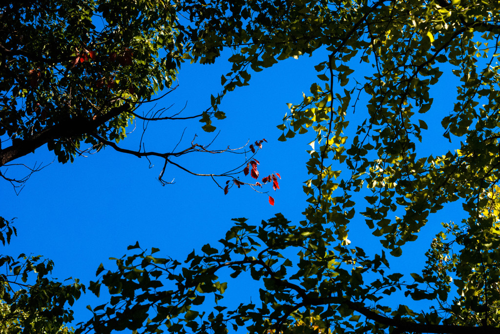 紅一点