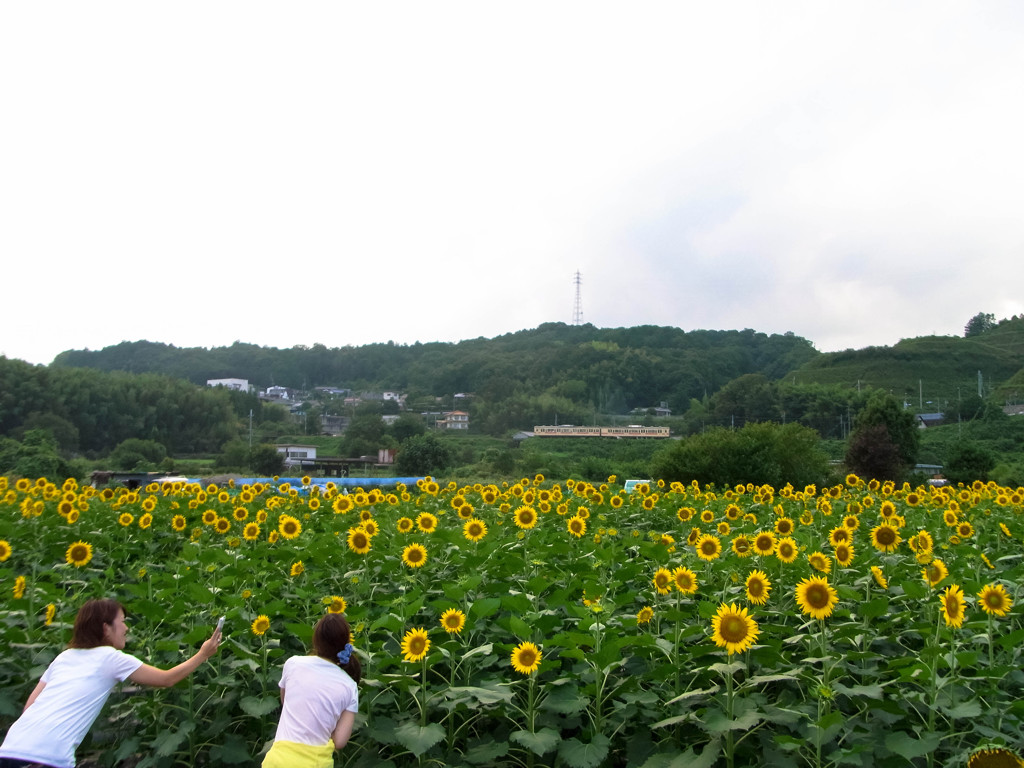 五條市上野公園のひまわり畑 By Yamasan73 Id 写真共有サイト Photohito