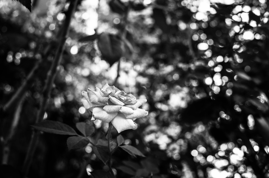 近所の美容室の薔薇・秋①