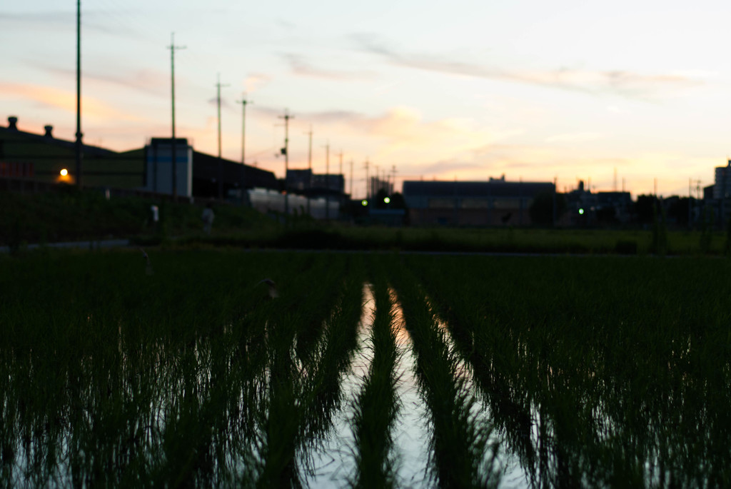 松原の夕焼け遠景