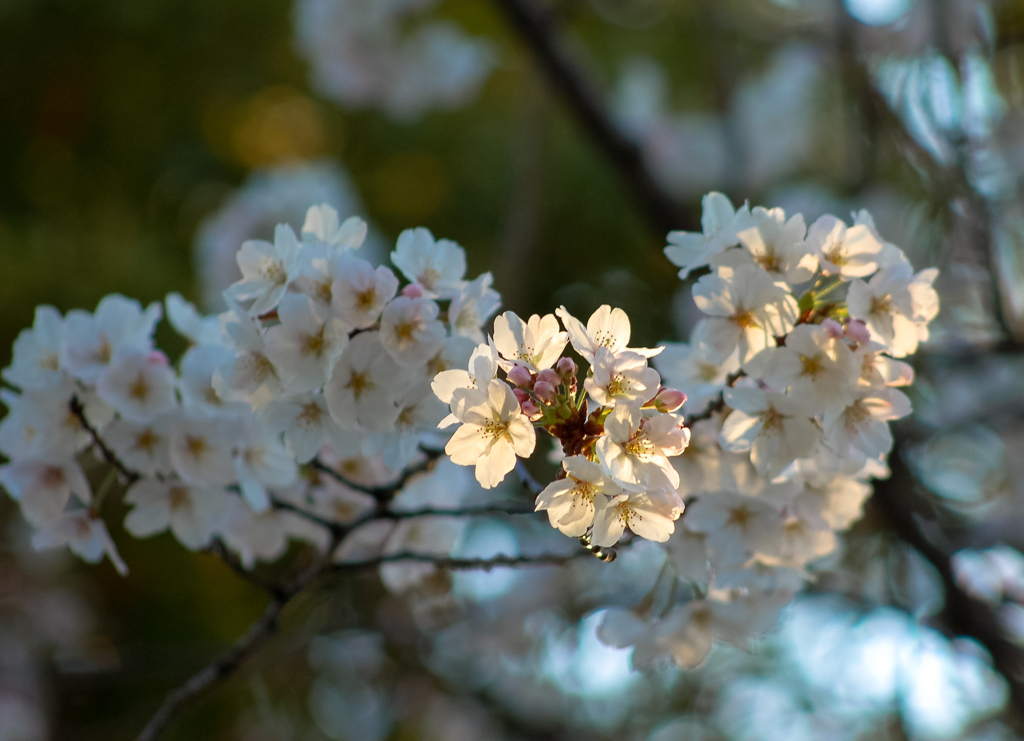 近所の桜③