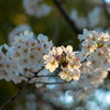 近所の桜③
