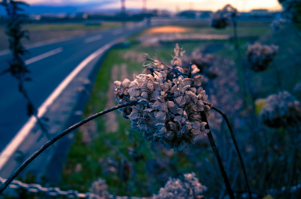 冬の紫陽花