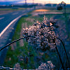 冬の紫陽花