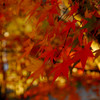 残り紅葉①