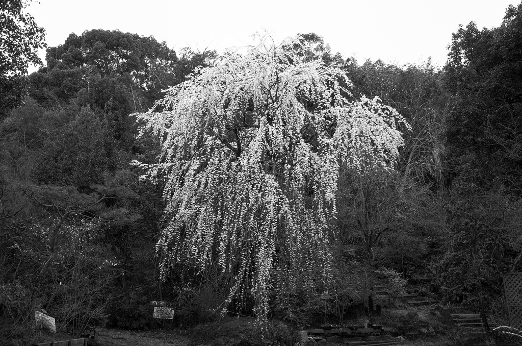 枝垂れ桜