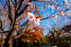 今年の桜①