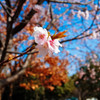 今年の桜①