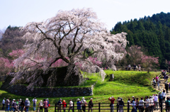 又兵衛桜