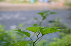 水辺の雑草