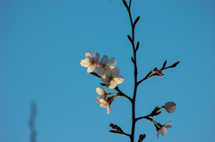 近所の桜④