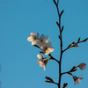 近所の桜④