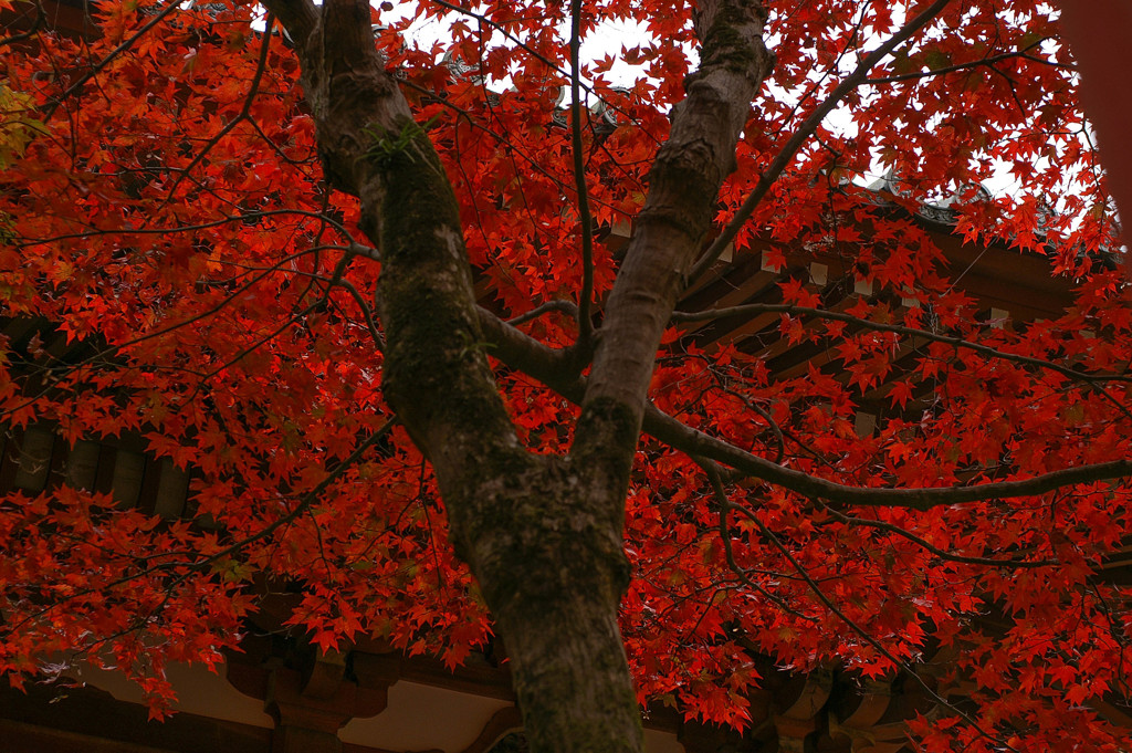醍醐寺③