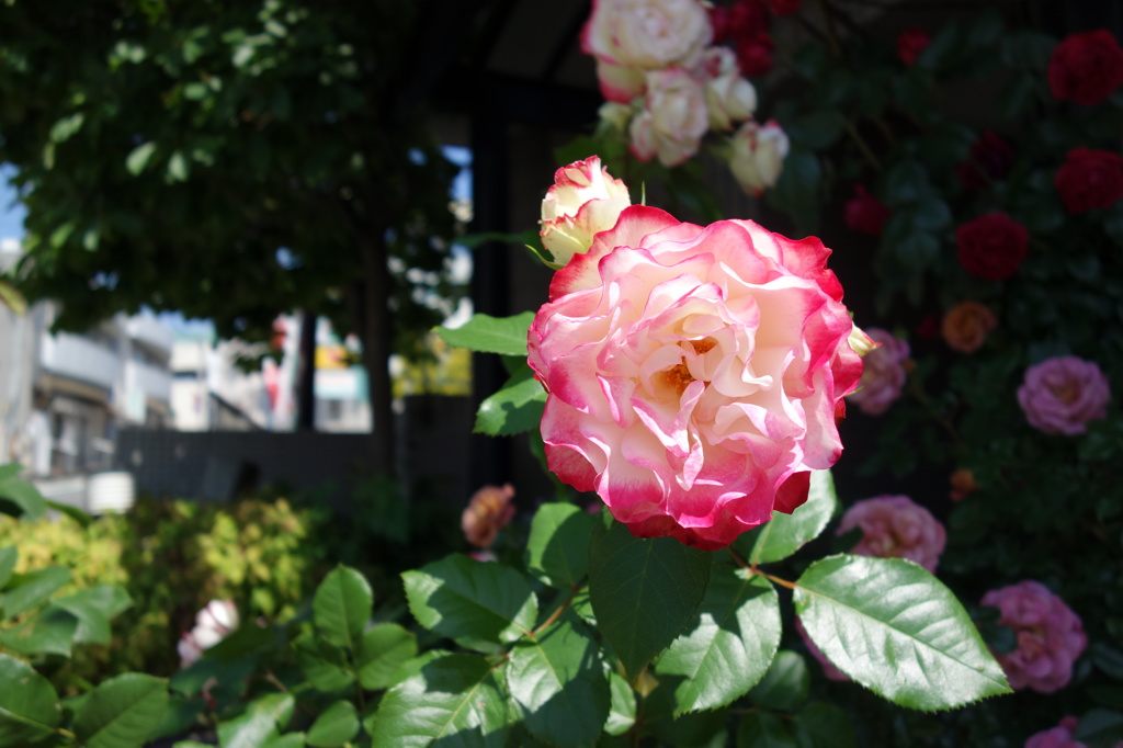 近所の美容室の薔薇